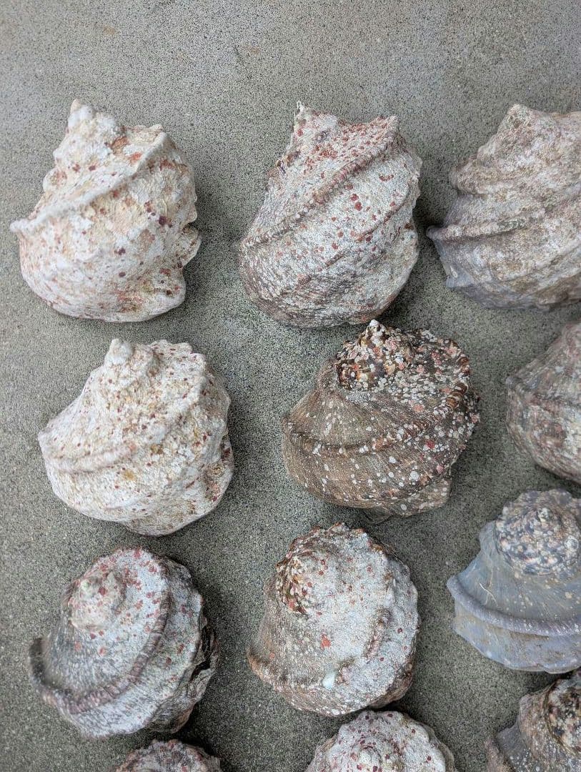 夜光貝24個セット400g〜900g約16kgまとめ売り