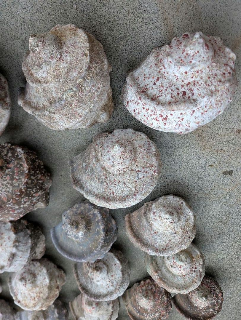 夜光貝24個セット400g〜900g約16kgまとめ売り