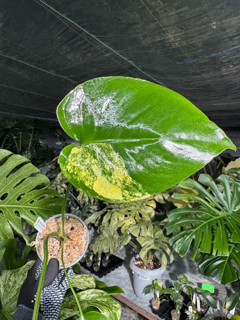 Mr4モンステラ　イエローマリリン　黄斑入り