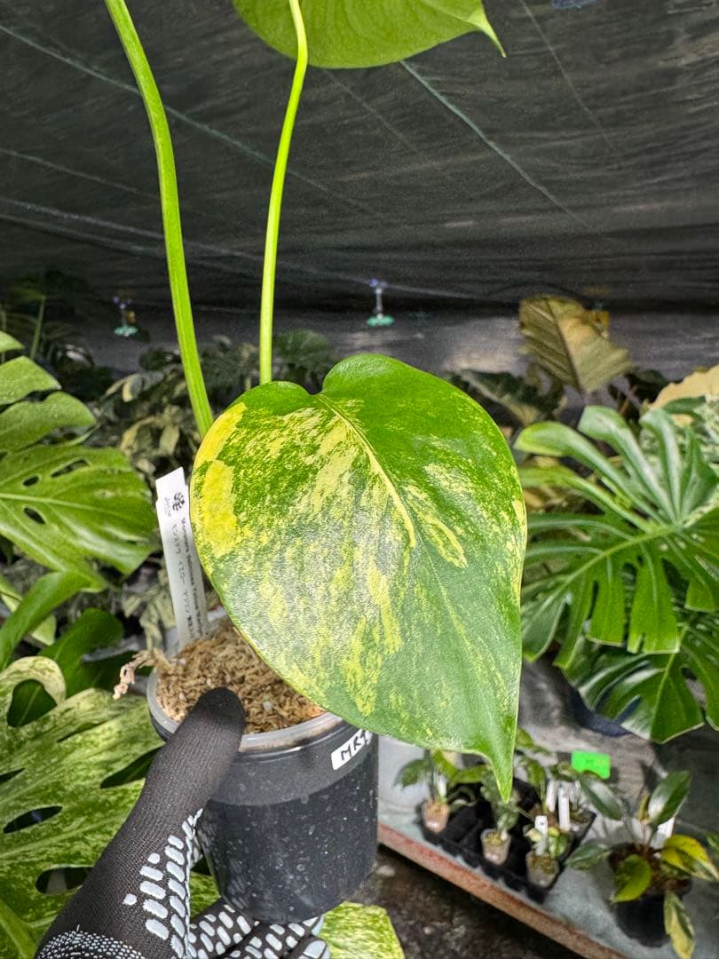 Mr4モンステラ　イエローマリリン　黄斑入り