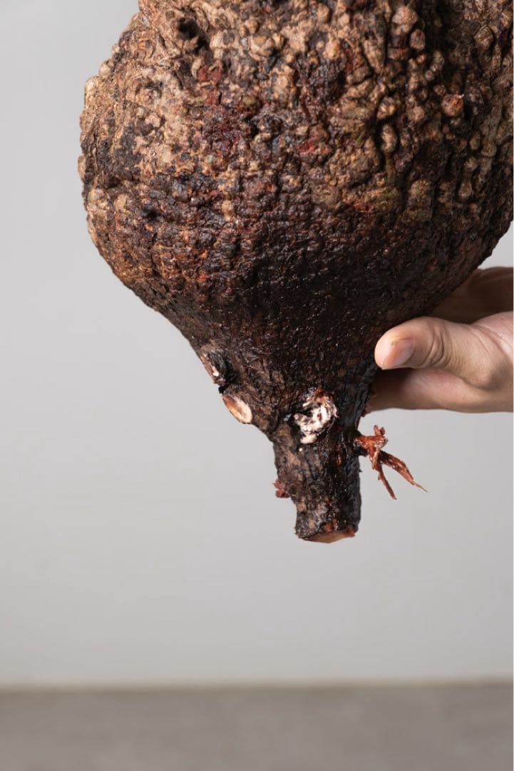 AP129 オペルクリカリア パキプス コーデックス ベアルート株