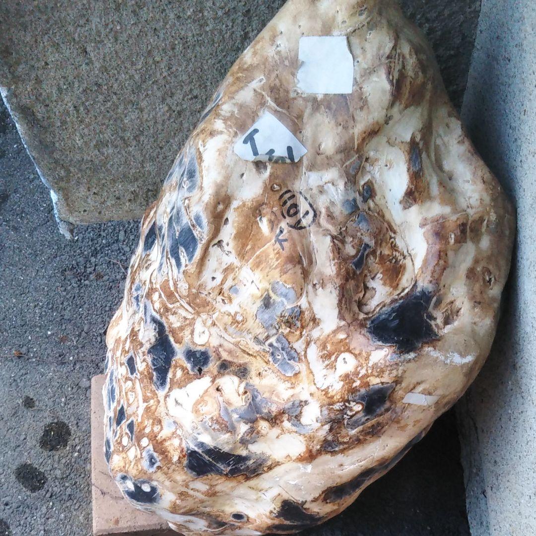 奇跡的に石になった木