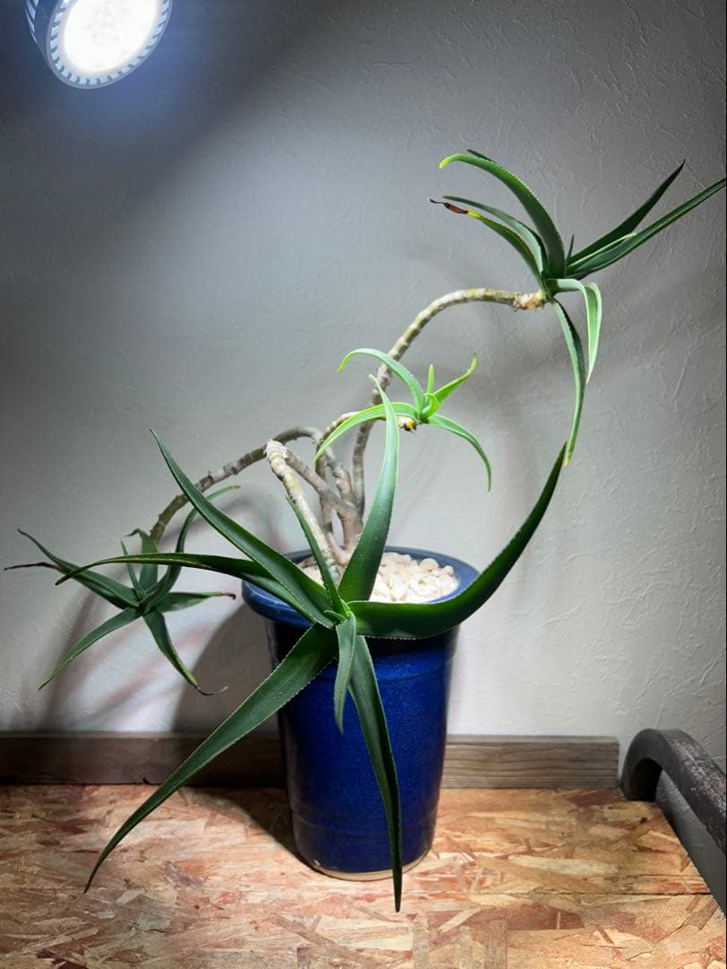 特大　アロエ　ストリアツラ　特殊樹形　陶器鉢のまま発送　ドライガーデン