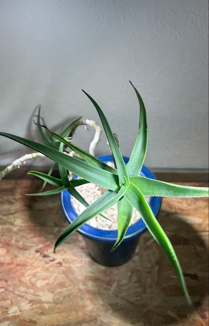 特大　アロエ　ストリアツラ　特殊樹形　陶器鉢のまま発送　ドライガーデン