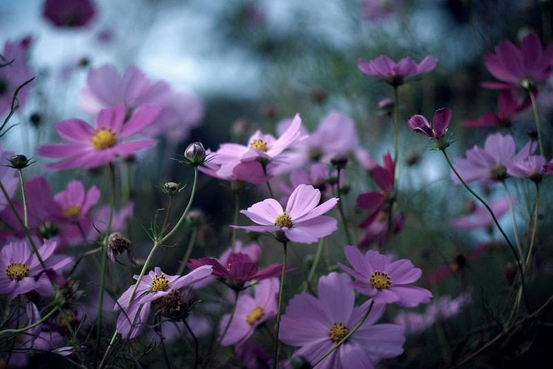 73 デッドストック　ぐるぐるボケレンズ　ヘリオス　44-2　M42