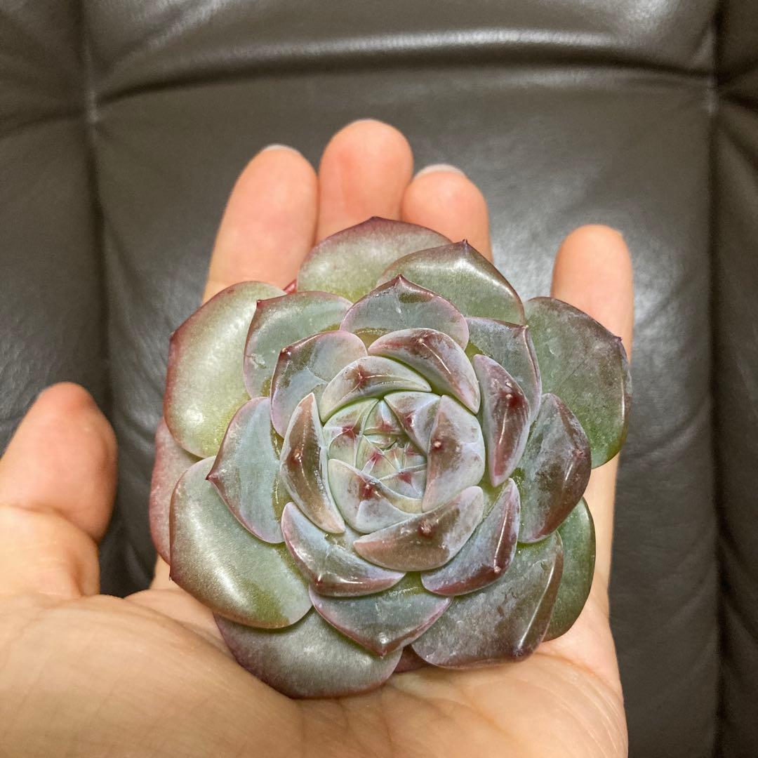 多肉植物　韓国苗　大量　200苗