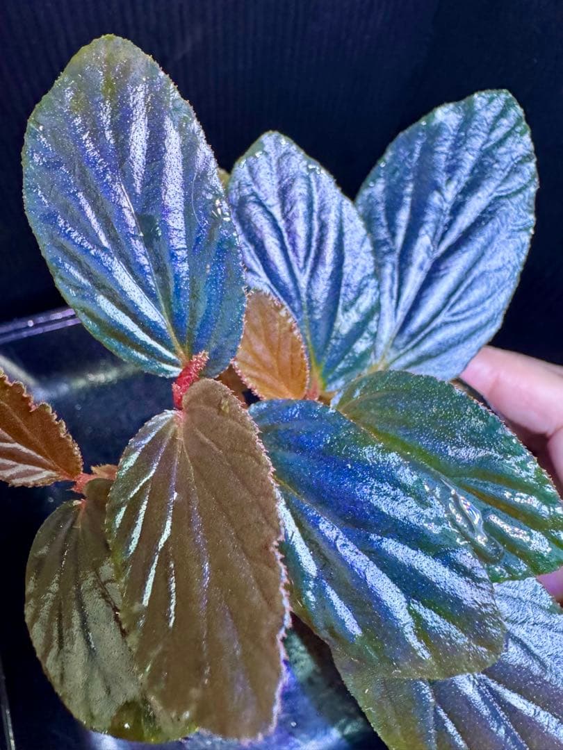 希少❣️Begonia sp. yuk ベゴニア　テムユク　卵葉　特選株