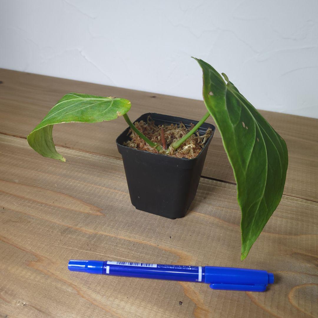 Anthurium Aos×crystalinum Mint