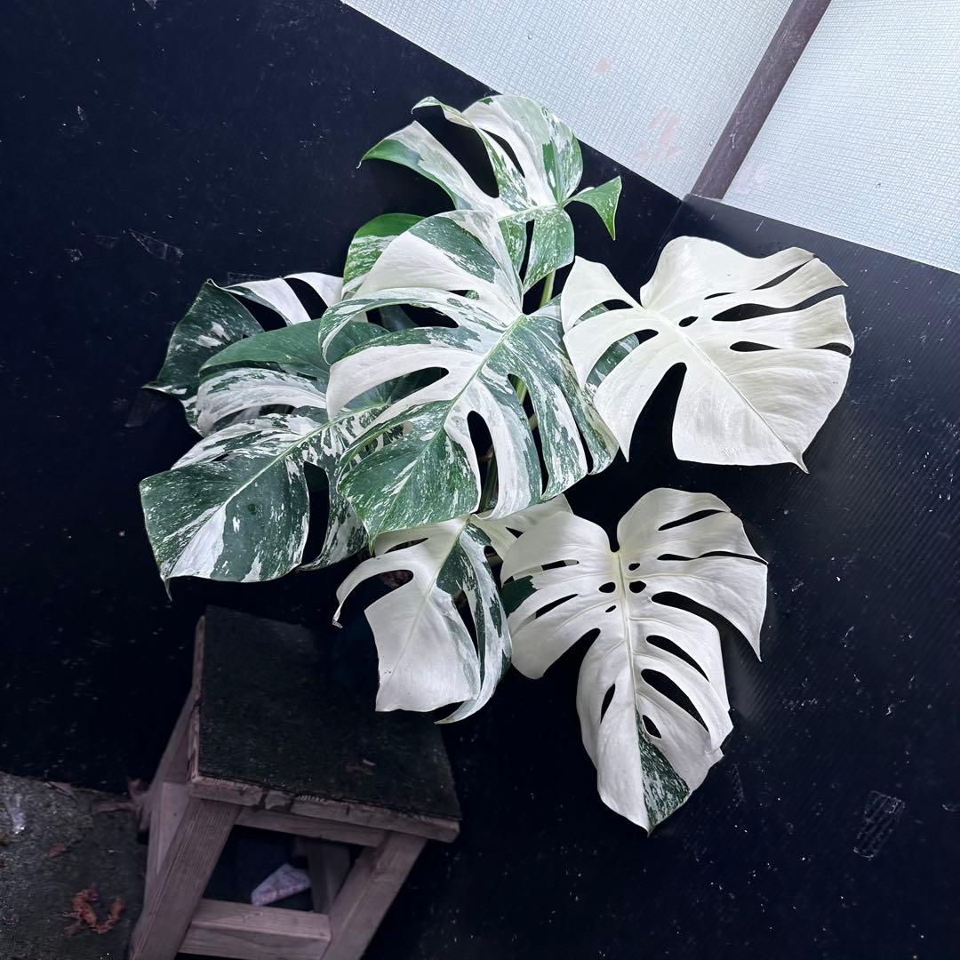 ロ*ン様 斑入りモンステラ ホワイトタイガー極美大株61cm白斑多