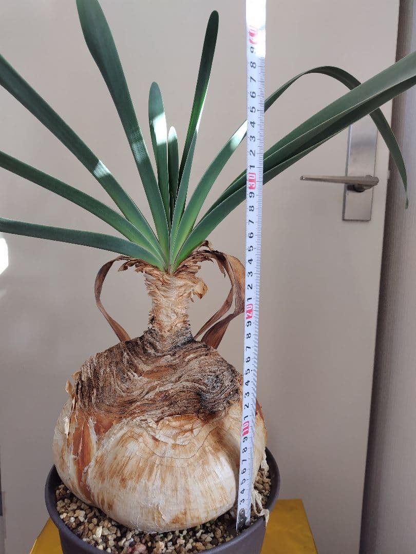 【発根済】ブーファン　ハエマンソイデス