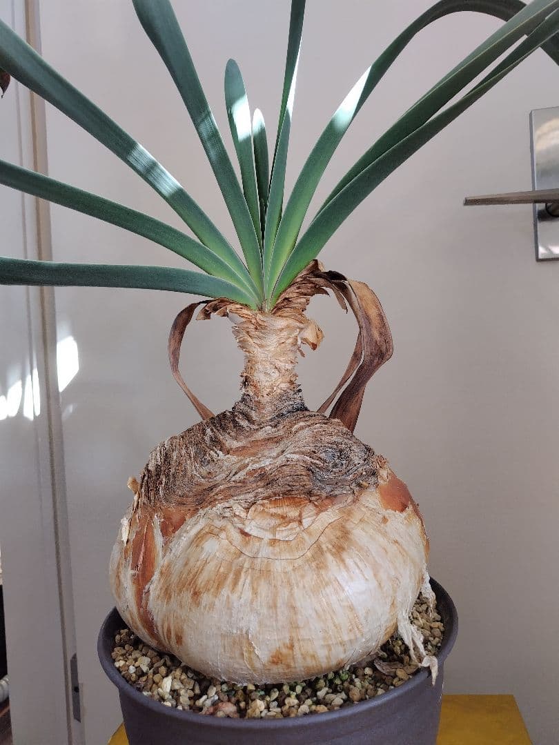 【発根済】ブーファン　ハエマンソイデス