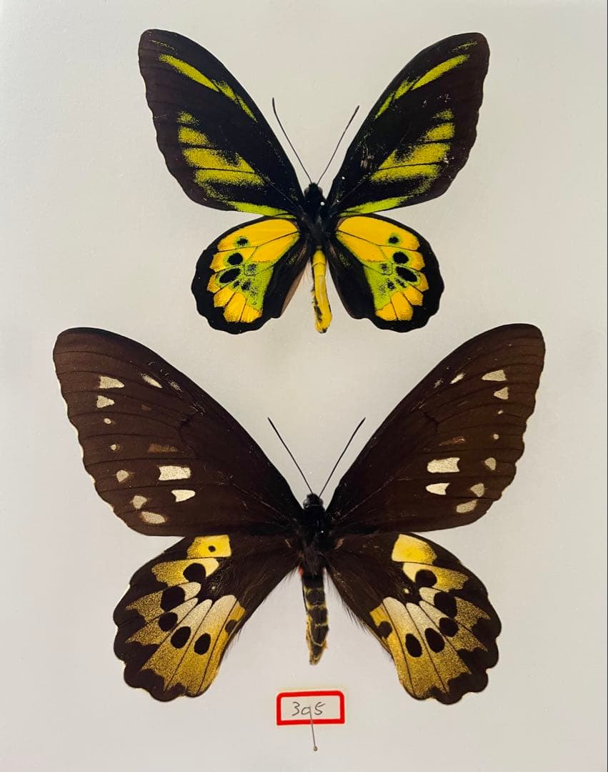 【ペア】ロスチャイルドトリバネアゲハ（インドネシア産）