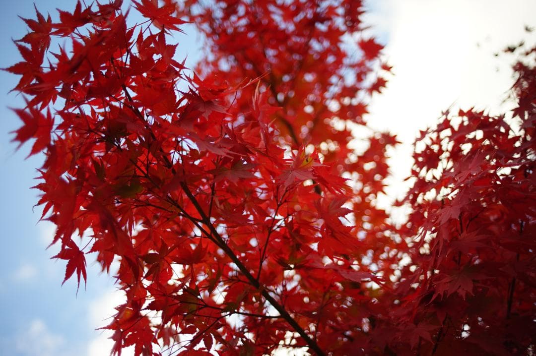 希少 CANON FD 35mm F2 S.S.C. 凹型 ⚪︎マーク トリウム