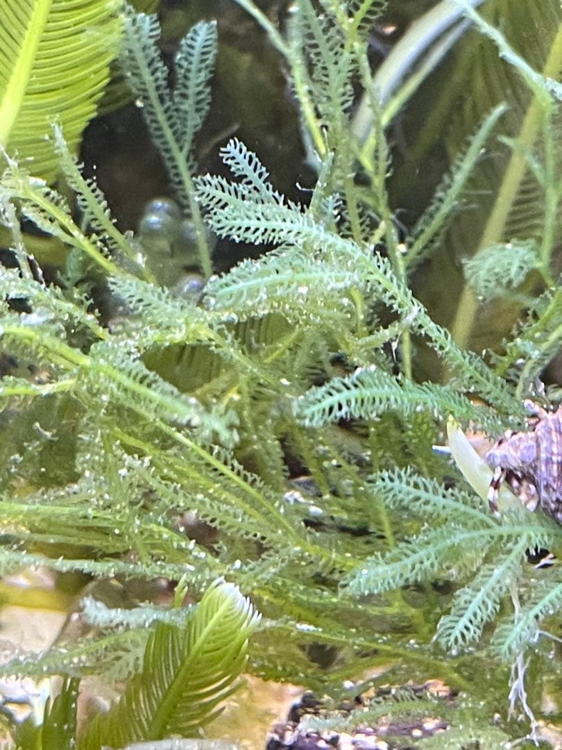 【匿名配送】　海藻　いろいろ　セット　宅急便