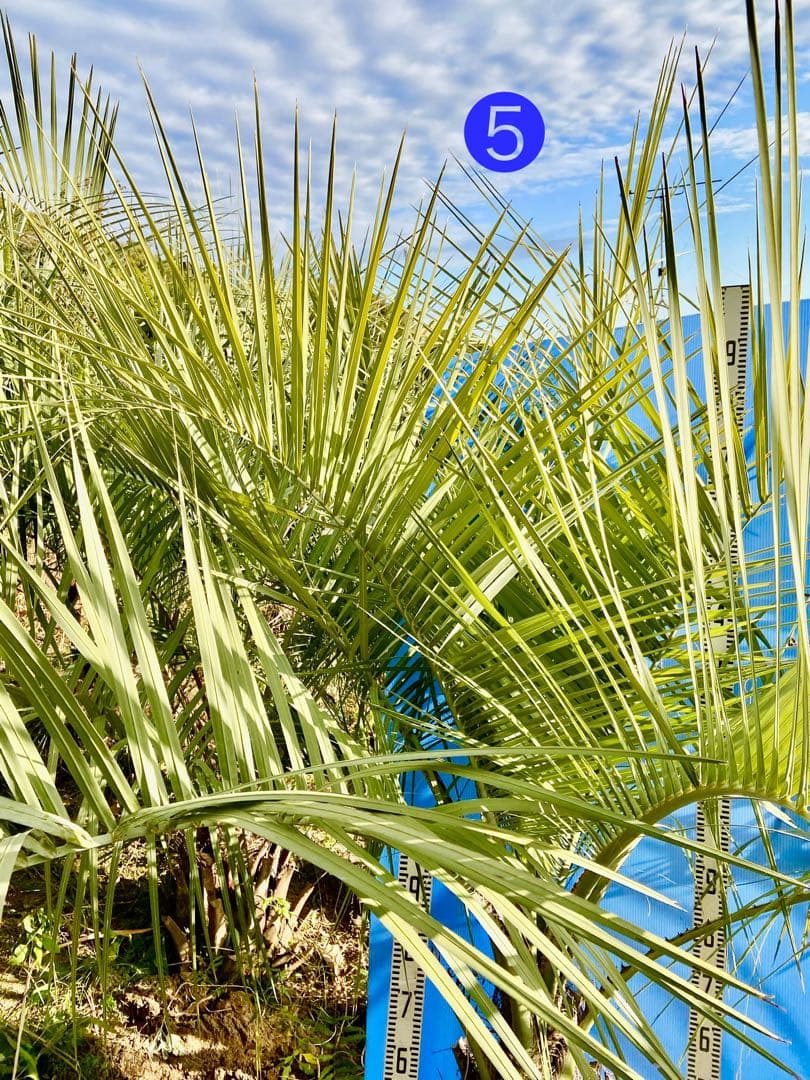 送料込み❗️ココスヤシ 超耐寒性 シンボルツリー