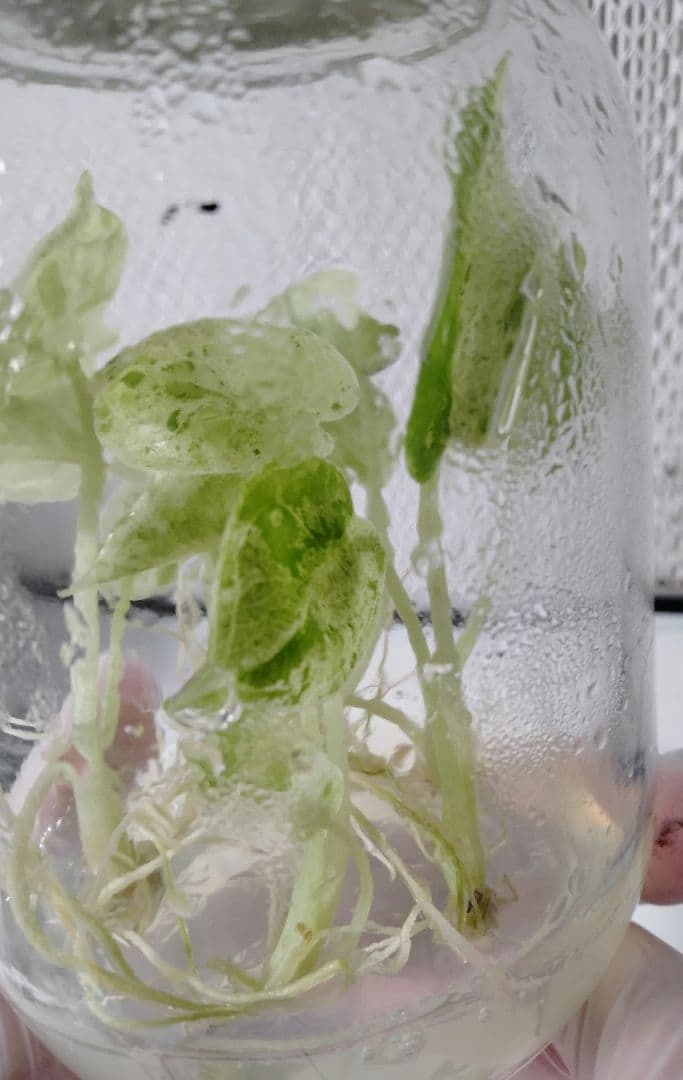 アロカシア ドラゴンスケールミント 6本セット