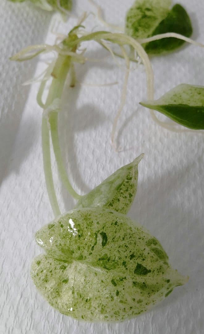 アロカシア ドラゴンスケールミント 6本セット