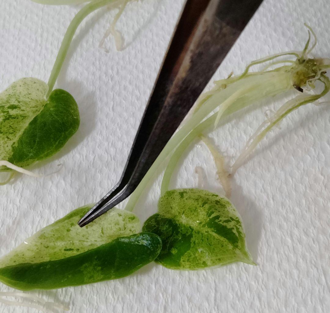 アロカシア ドラゴンスケールミント 6本セット