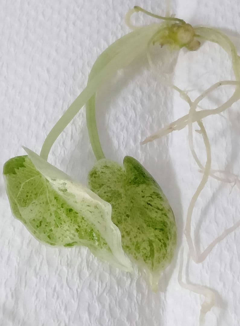 アロカシア ドラゴンスケールミント 6本セット