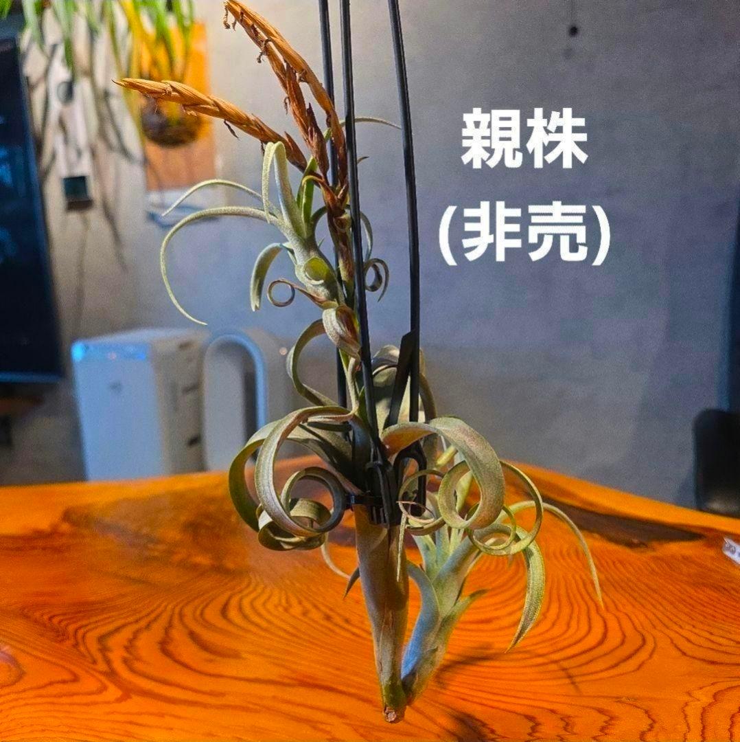 珍品！親株はヴィヴィパラ 希少 チランジア エアープランツ【カーリースリム】