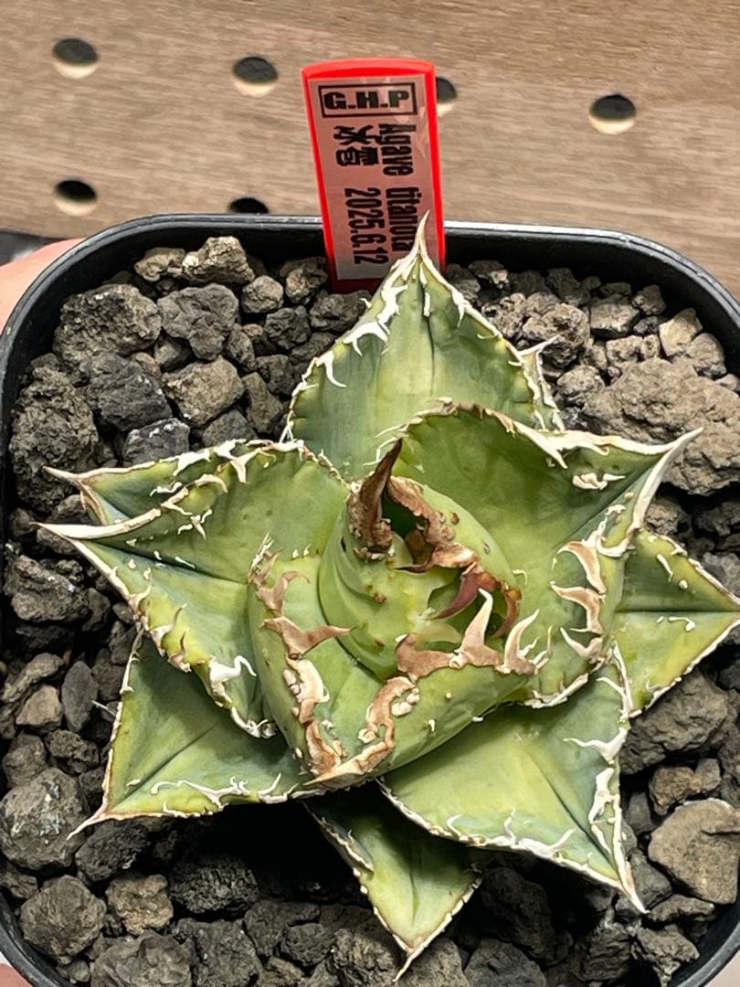 く*様 アガベ　チタノタ　冰雹　鉢のままメルカリ便発送