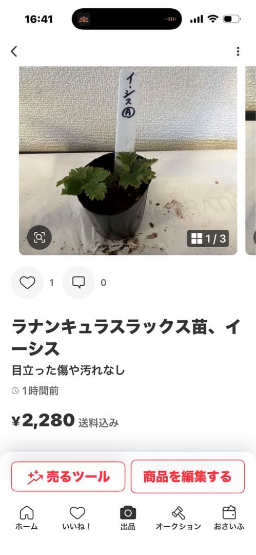 ラナンキュラスラックス苗、ポスポロス