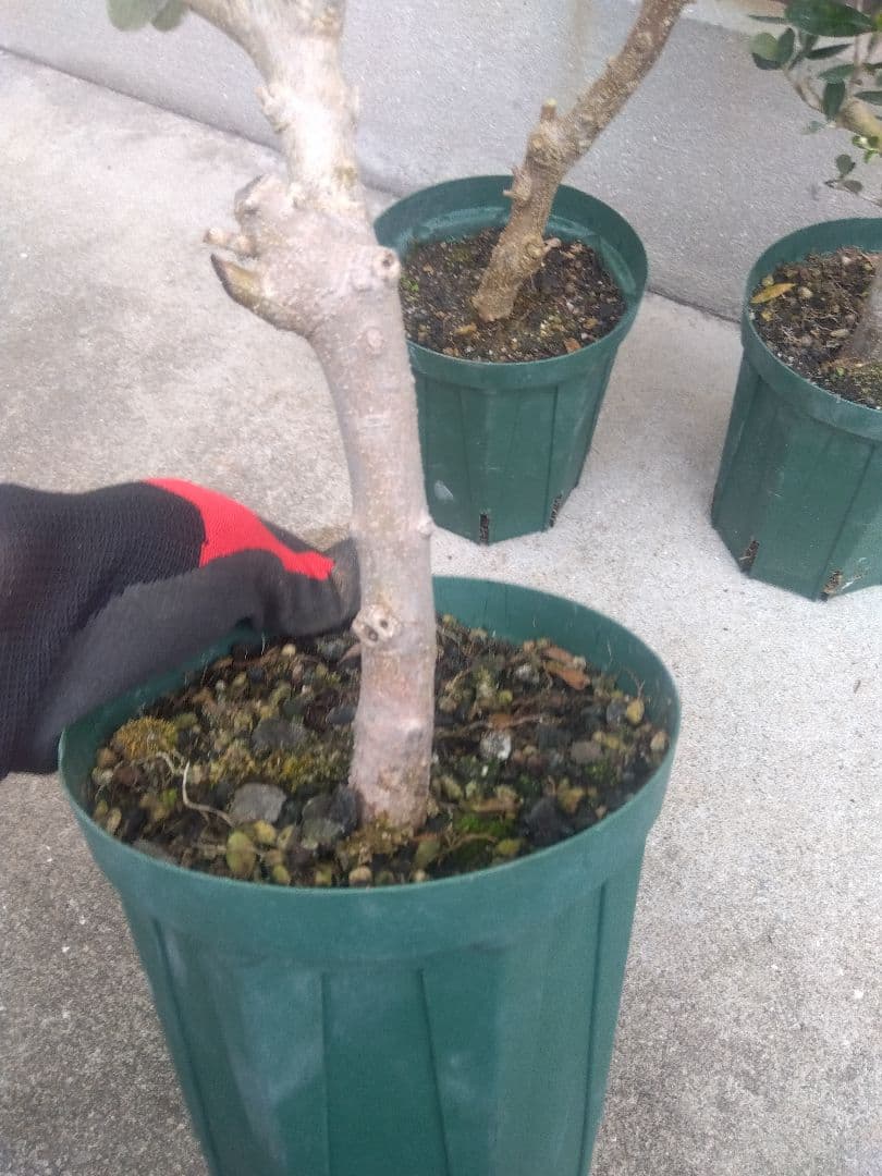 オリーブ　古木　盆栽　５号鉢つき　４鉢セット❗　　⑥