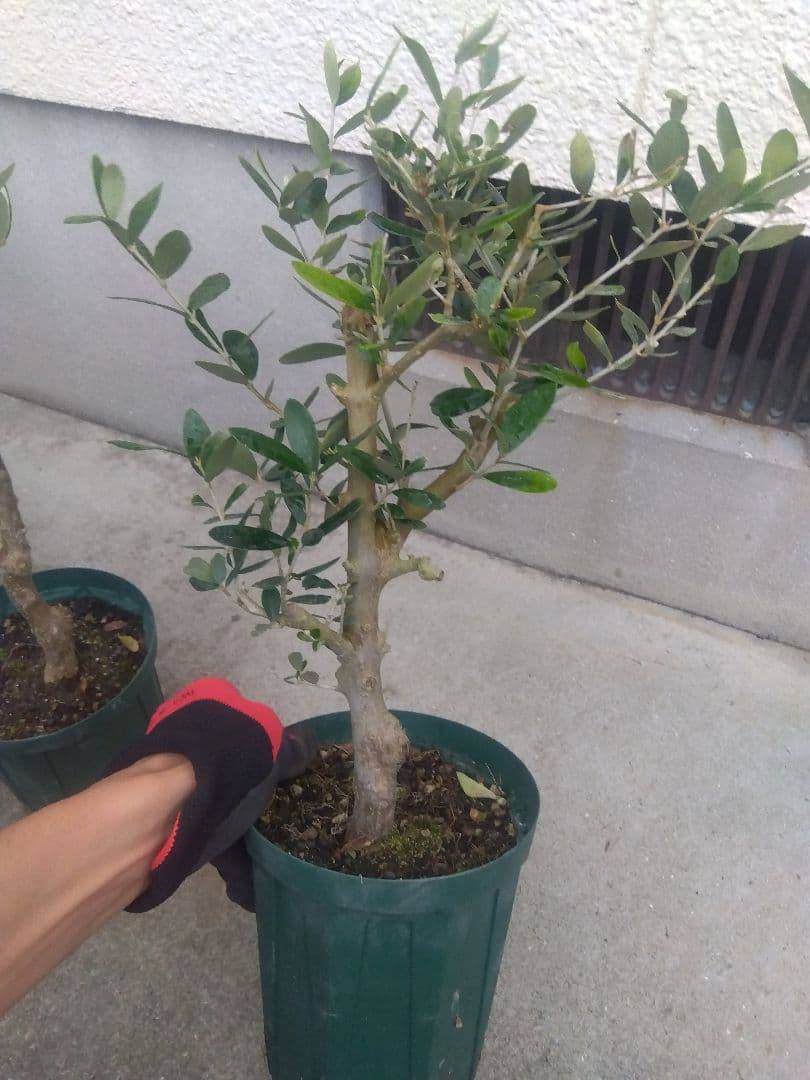 オリーブ　古木　盆栽　５号鉢つき　４鉢セット❗　　⑥