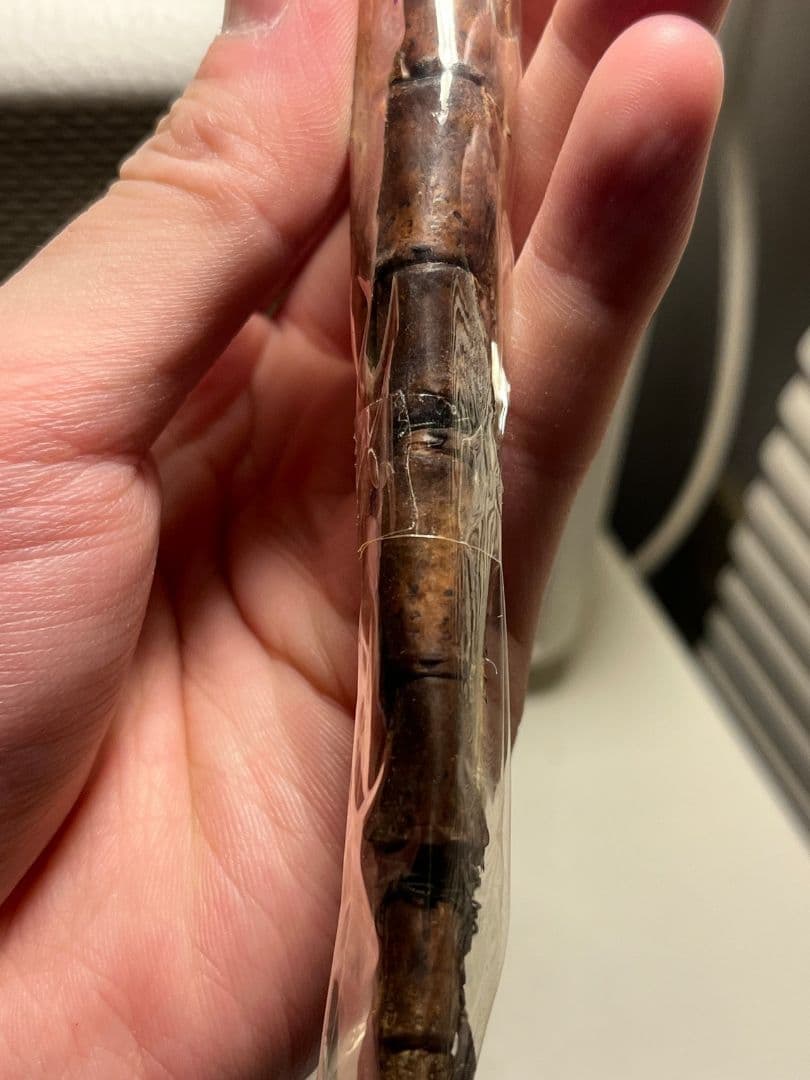 Tirachoidea westwoodiiナナフシ 標本 コノハムシタランチュ