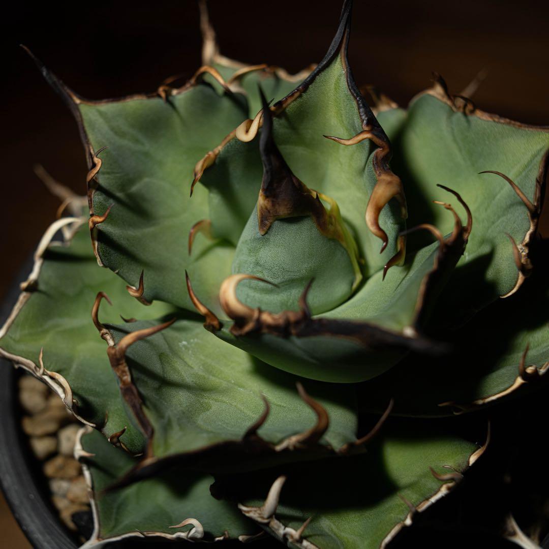 Agave titanota ‘Hades’