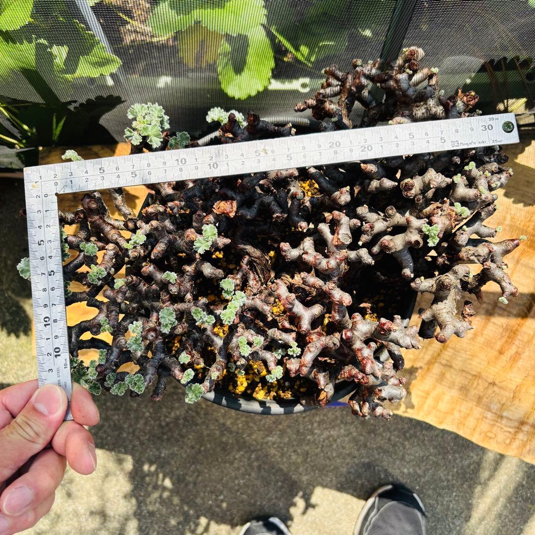 SALE！バランス最高株 休眠明け ペラルゴニウム ミラビレ 現地株 現地球