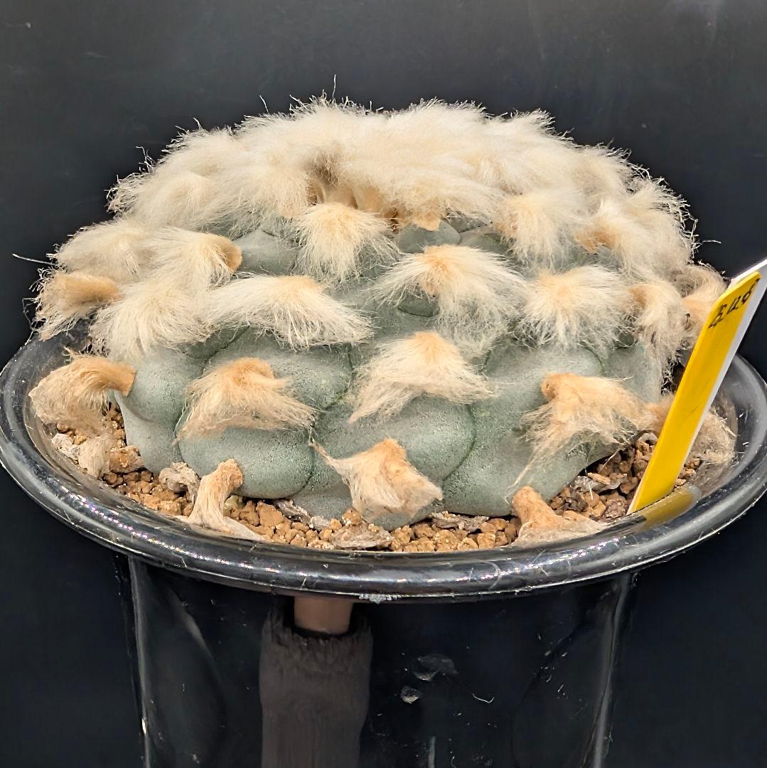 B*k様 ロホホラ 烏羽玉 鉢植え メルカリ便送料込み