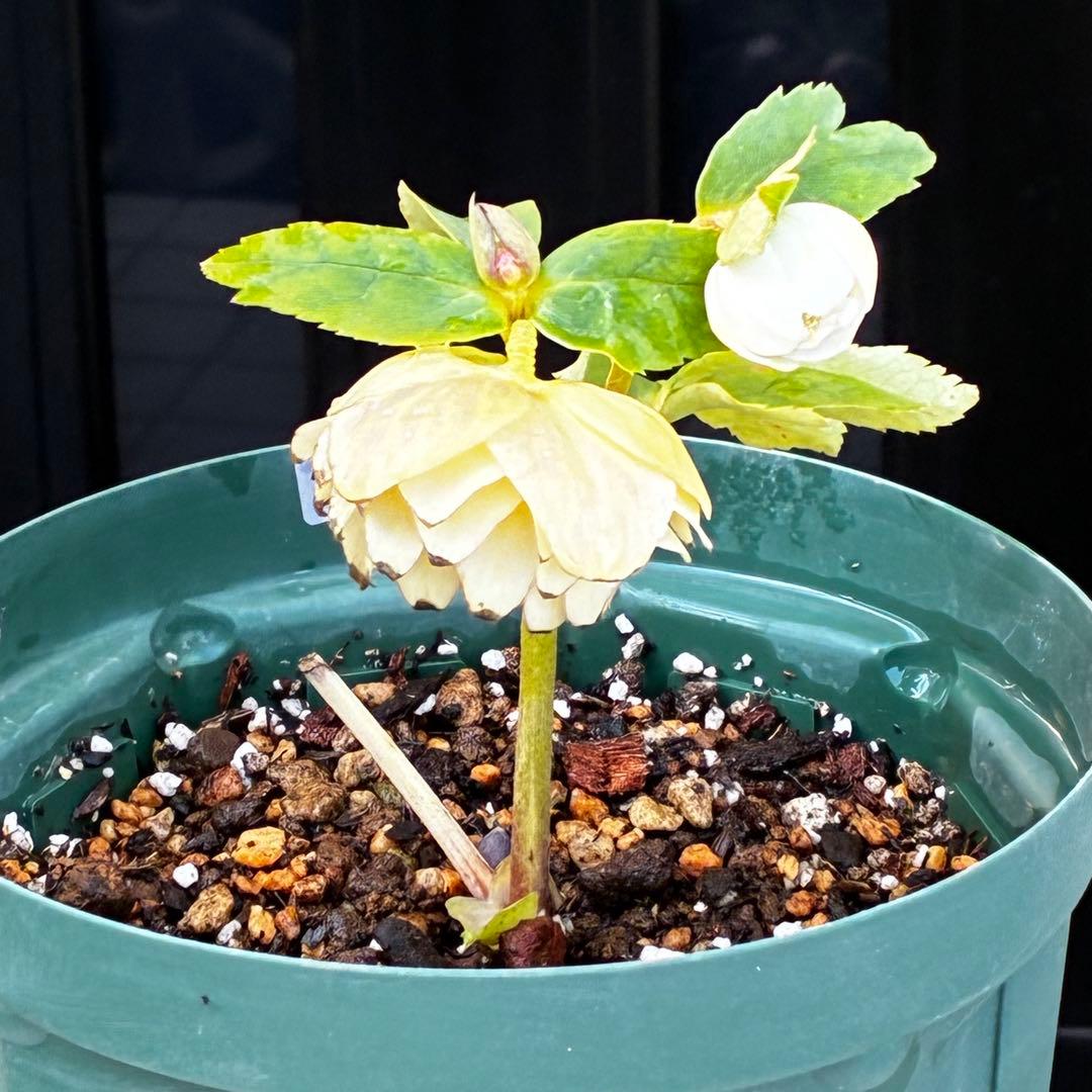 u*0様 3503☘️蕾花付☘️極上☘️強香￼⭐️かぐや姫⭐️￼フレグランス⭐️