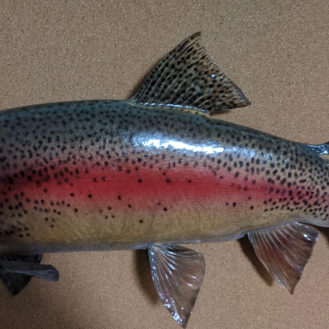 魚類剥製　ニジマス　雄　57㎝　魚剥製