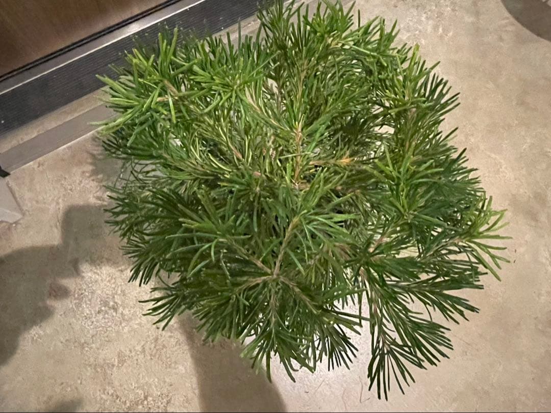 超美株　バンクシア　バースデーキャンドル　W約43cm