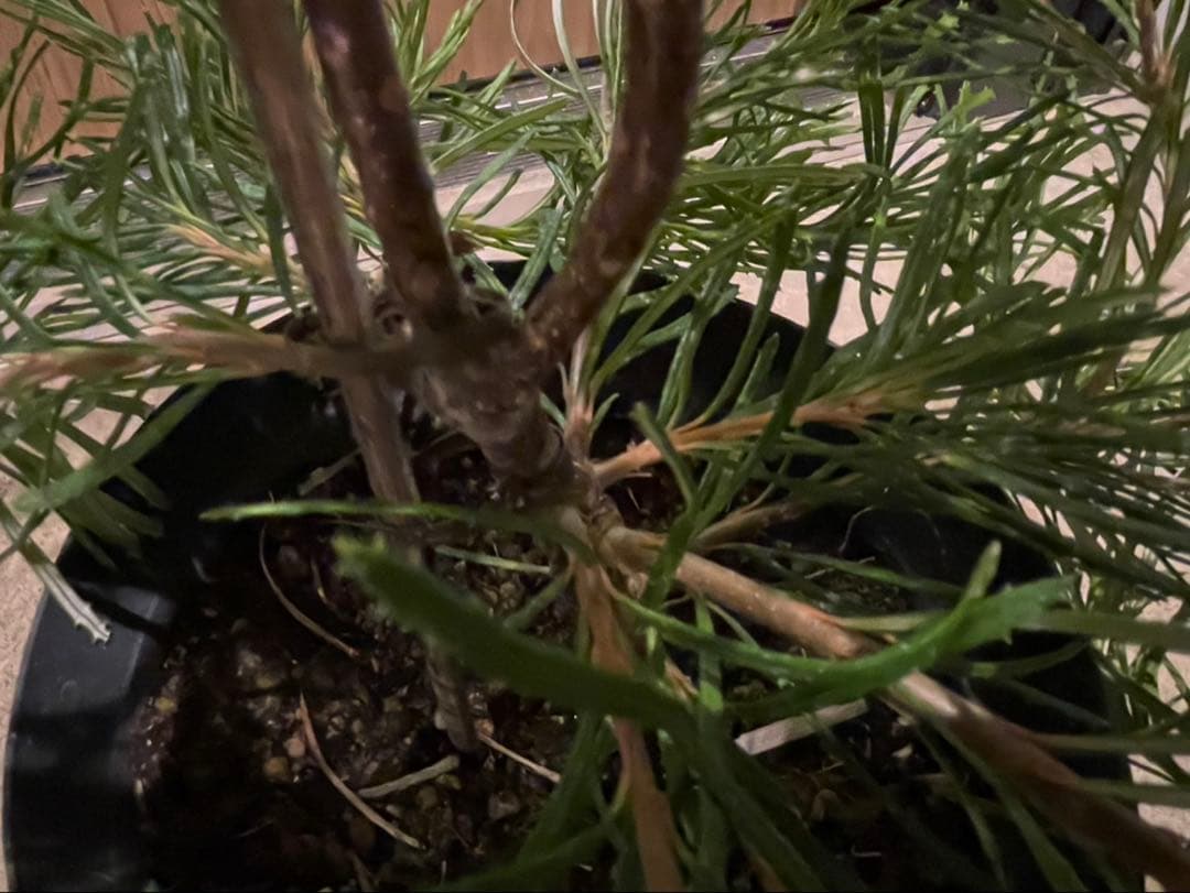 超美株　バンクシア　バースデーキャンドル　W約43cm