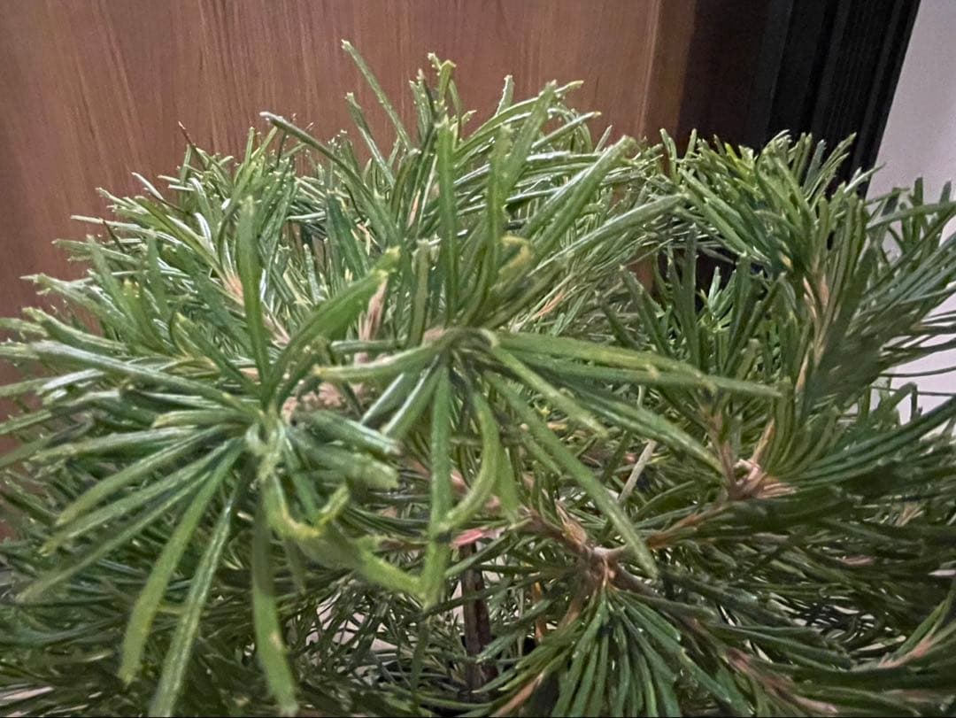 超美株　バンクシア　バースデーキャンドル　W約43cm