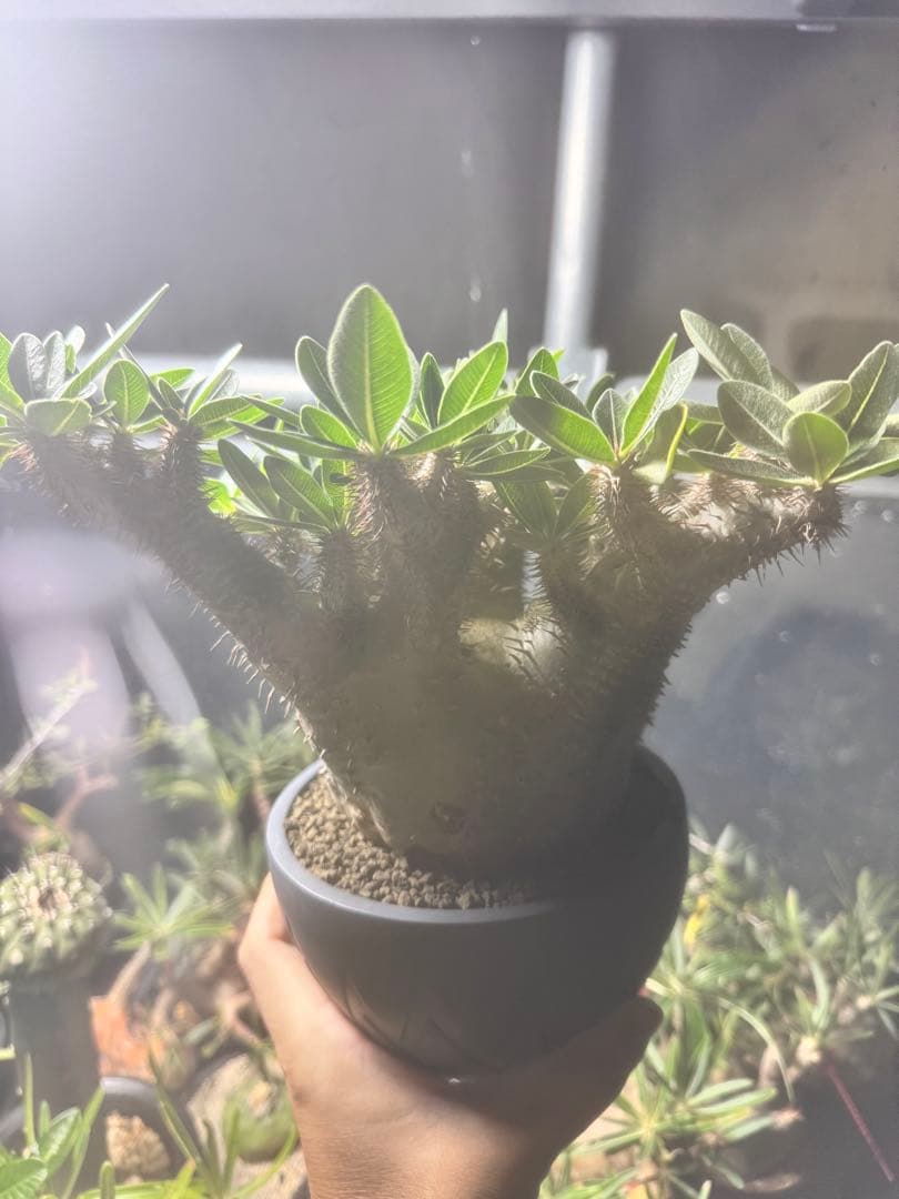 タイムセール　恵比寿大黒×ホロンベンセ　invisibleink