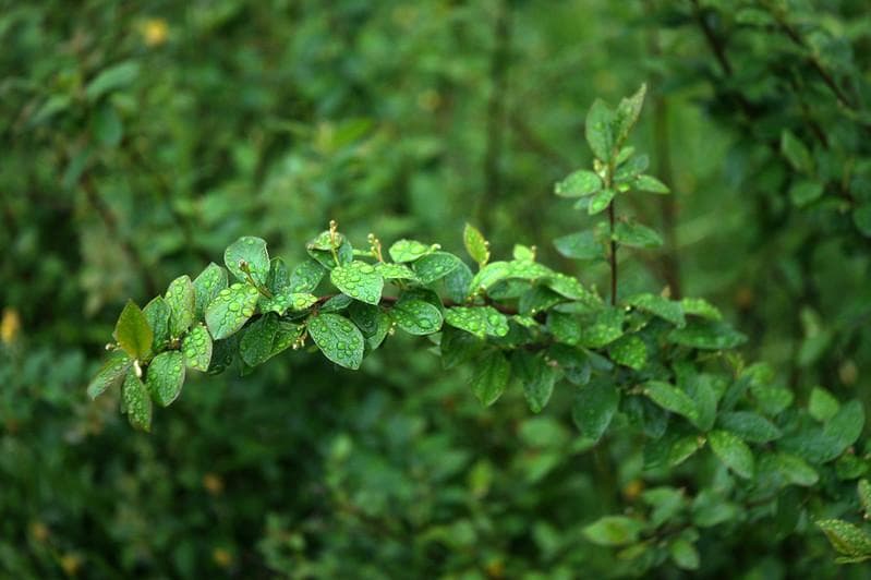 ま*ぎ様 7　希少モデル【RED P】 沈胴式オールドレンズ インダスター22