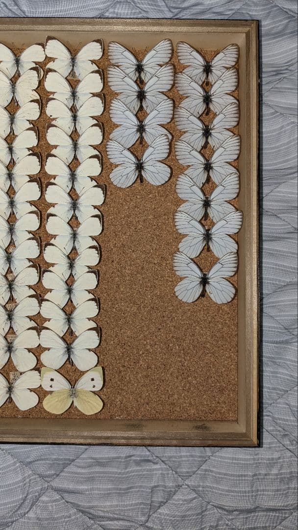 北海道産　シロチョウ科　セット