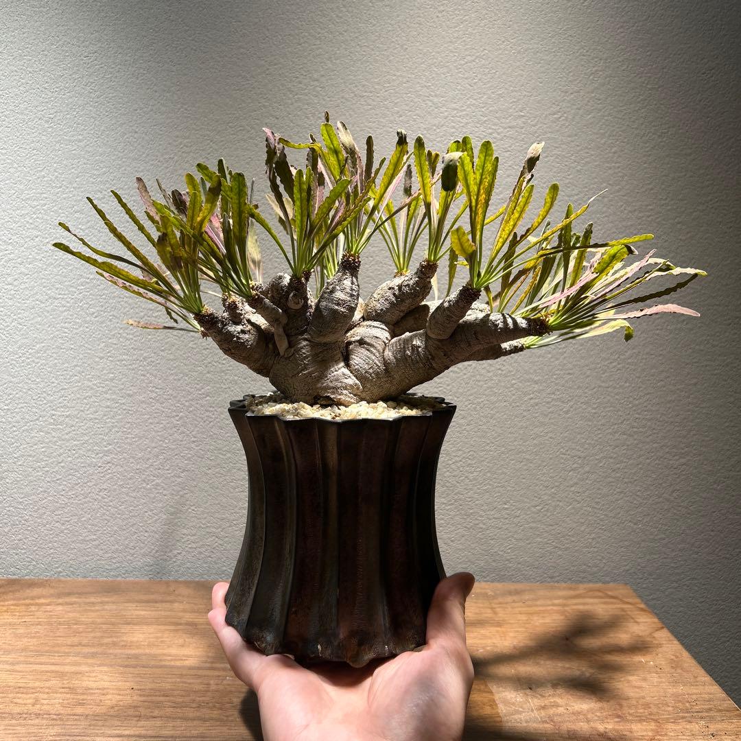 ユーフォルビア　クリスパ　現地株