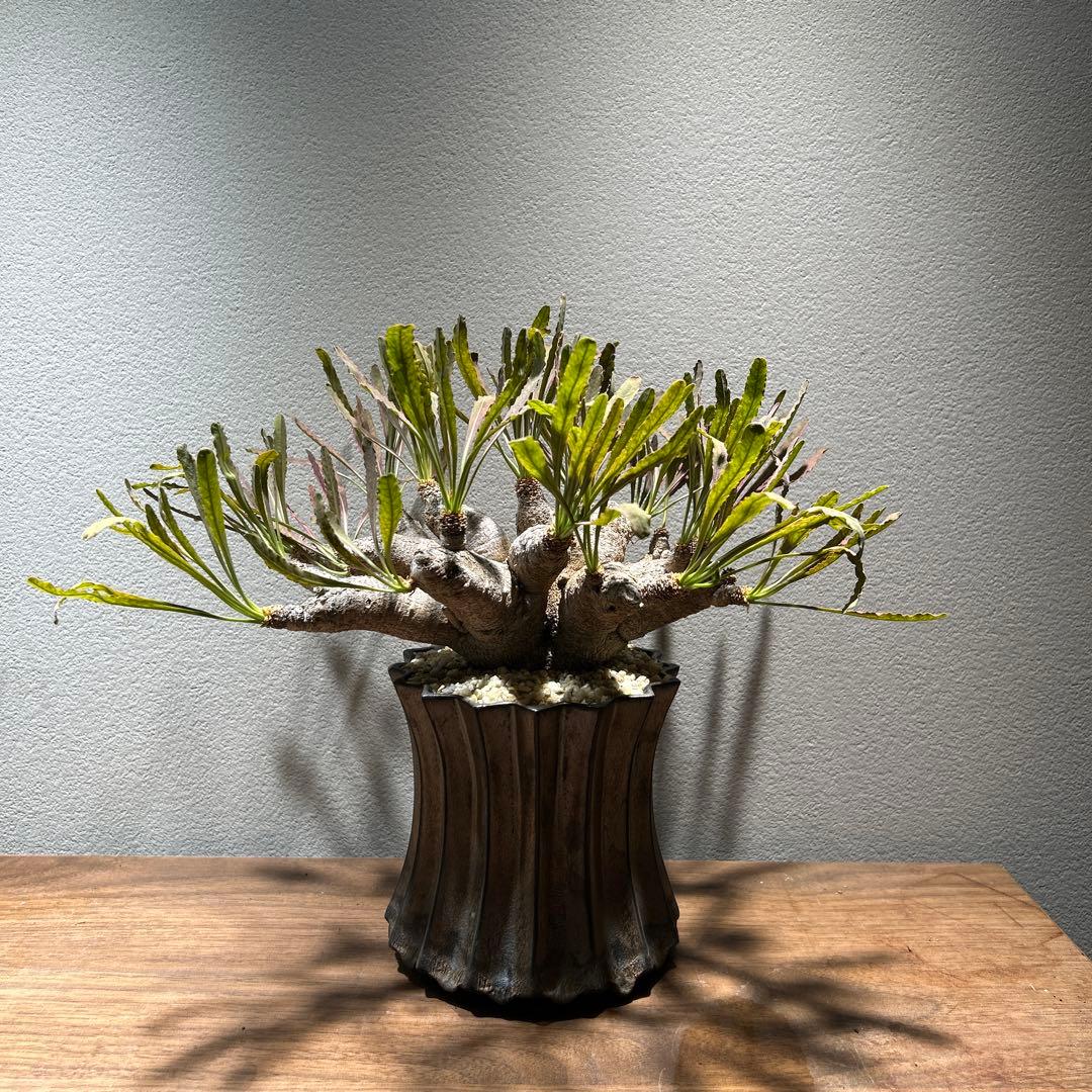 ユーフォルビア　クリスパ　現地株