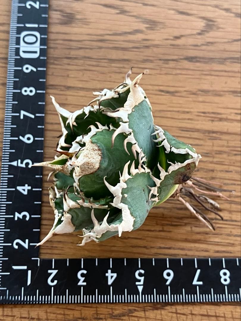 K*S様 【初売りオークション】84 選抜　コンパクト　アガベ　白豪刺　TC