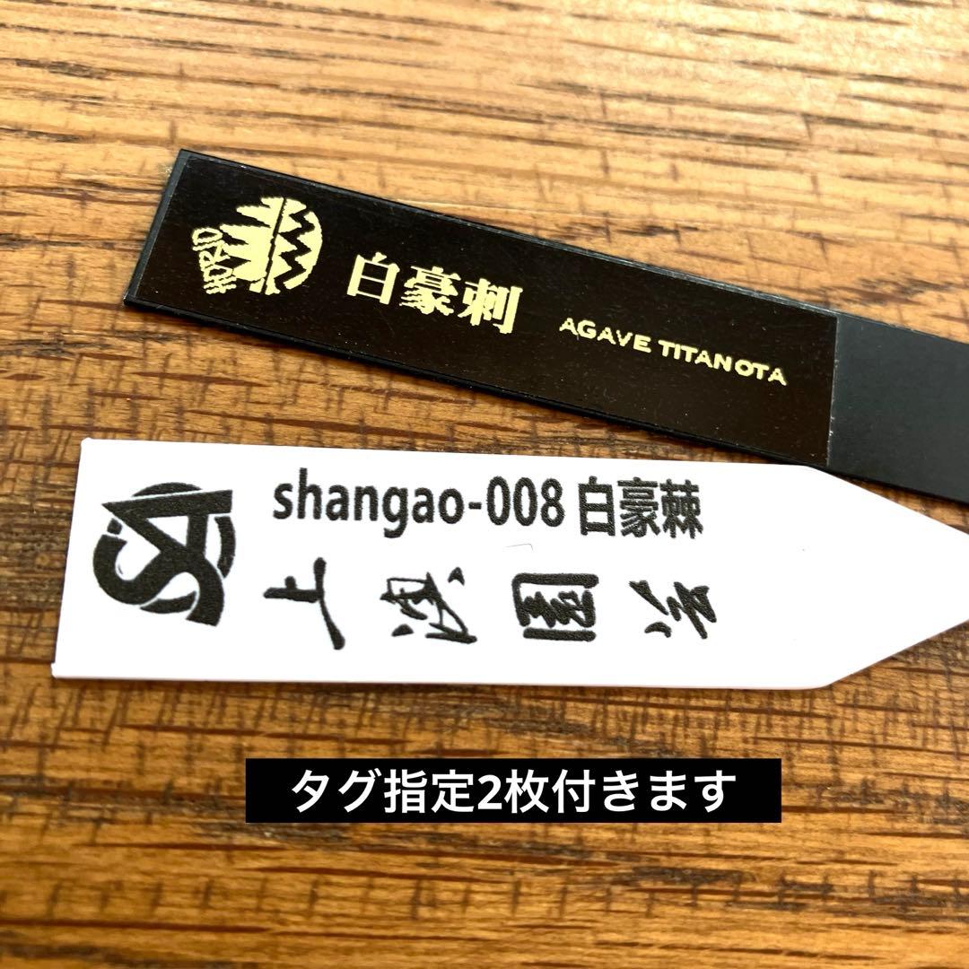 K*S様 【初売りオークション】84 選抜　コンパクト　アガベ　白豪刺　TC