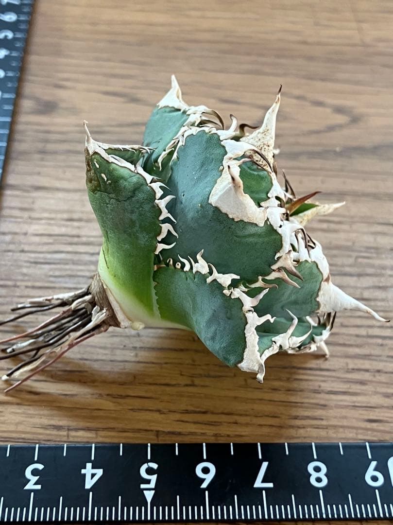 K*S様 【初売りオークション】84 選抜　コンパクト　アガベ　白豪刺　TC