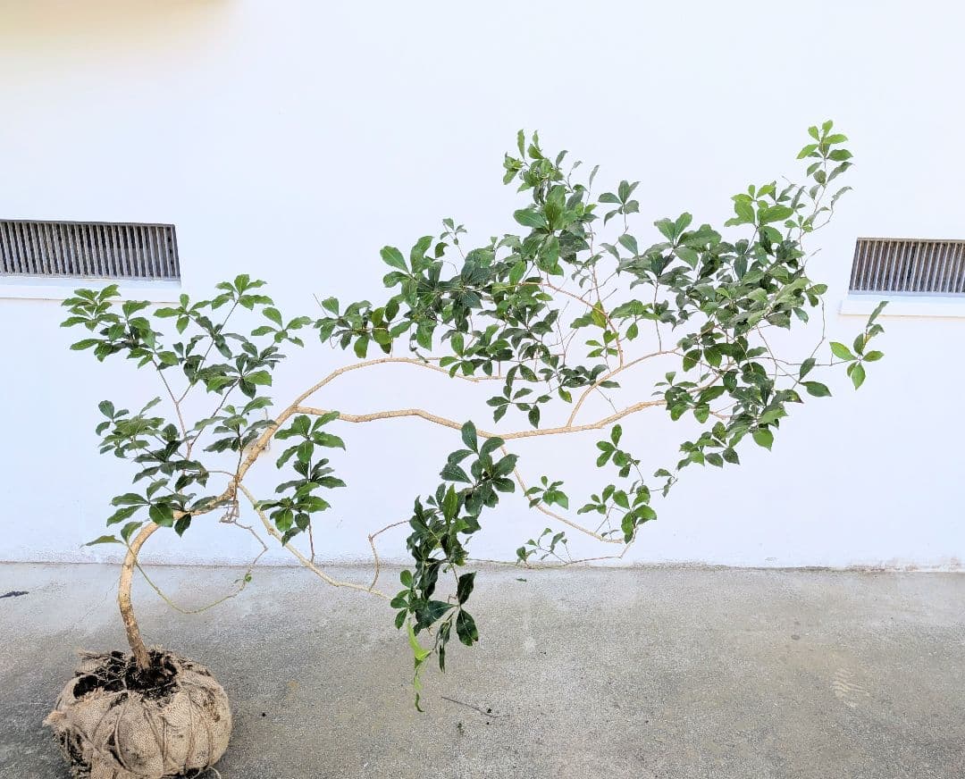 流れる雲のように。山採りアセビ。