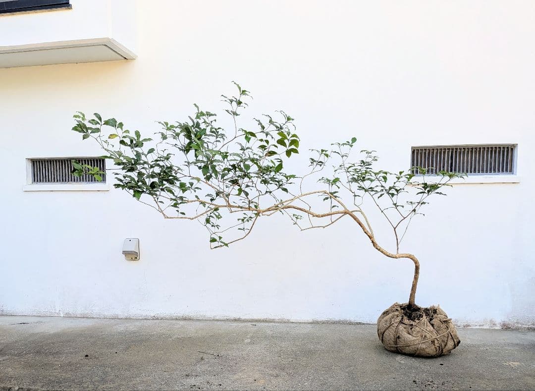 流れる雲のように。山採りアセビ。