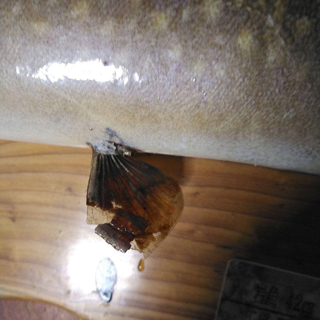 イワナの魚の剥製（木製台座き）