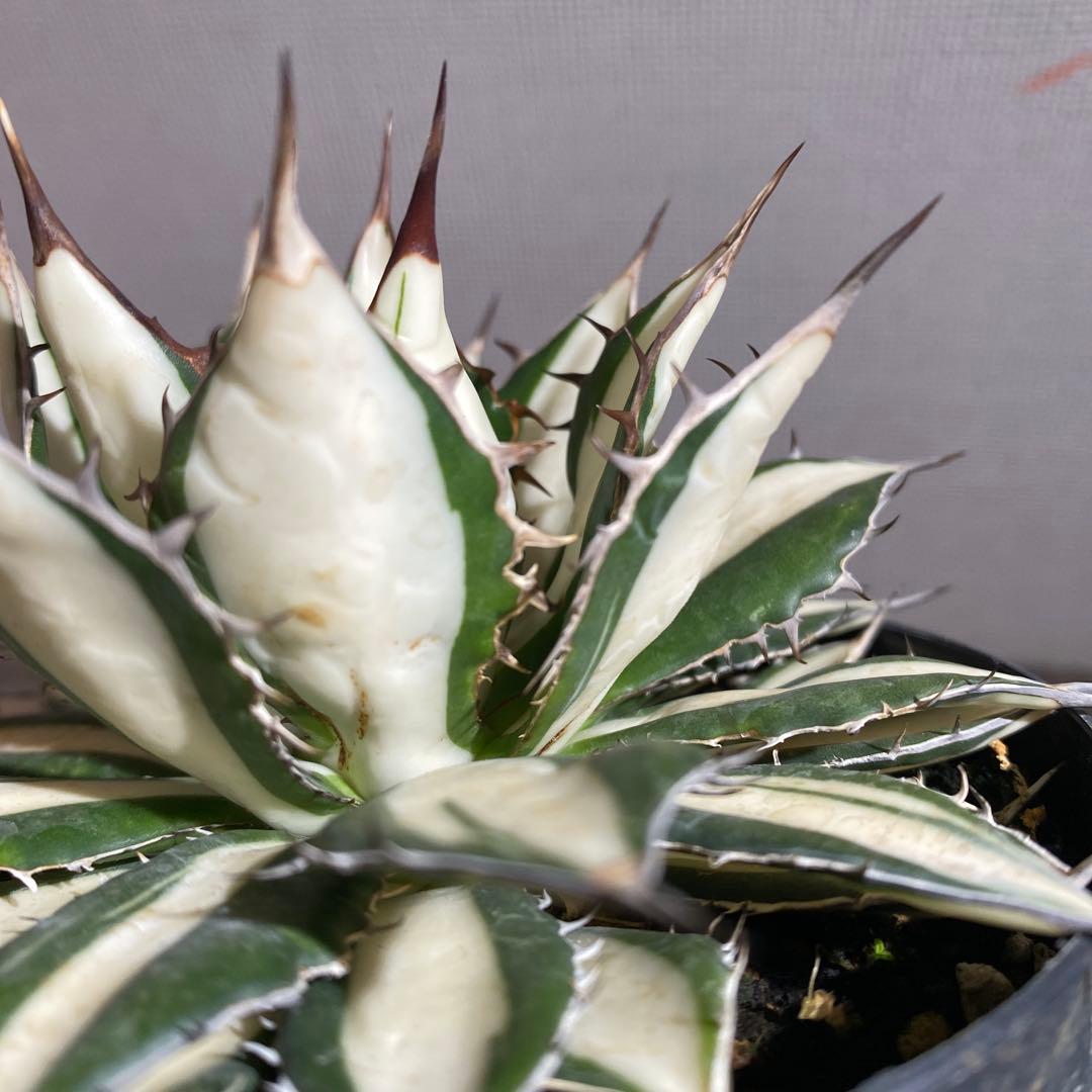 アガベ　ホリダ　白中斑　極上限定2