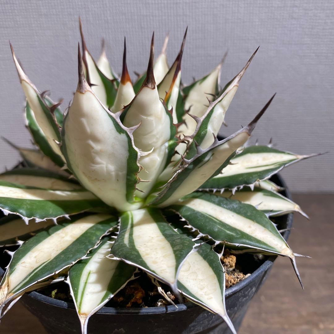 アガベ　ホリダ　白中斑　極上限定2